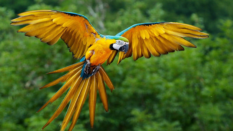 Parrot Flight, outside, bird, green, flying, yellow, parrot, tropical, animal, HD wallpaper
