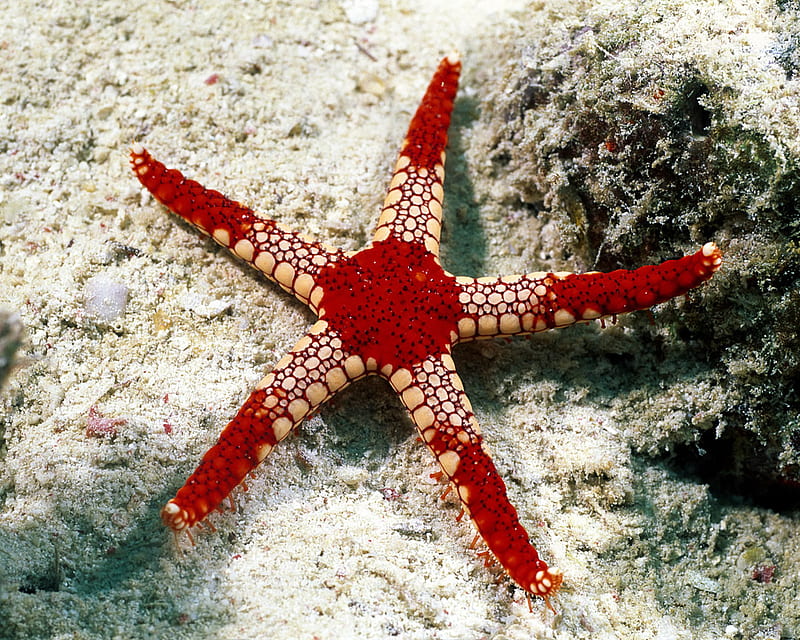 under the water, red, white, starfish, HD wallpaper