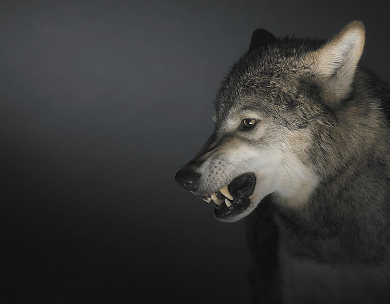 wolf snarling side view