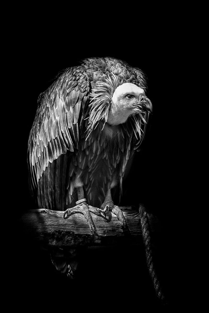Vulture Black And White, HD phone wallpaper
