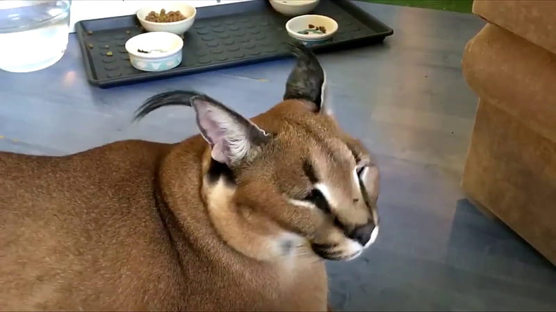 Floppa in 2022. Cat memes, Funny cat, Caracal cat, Big Floppa, HD