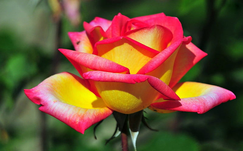 Rose, Yellow, Red, Nature, HD wallpaper | Peakpx