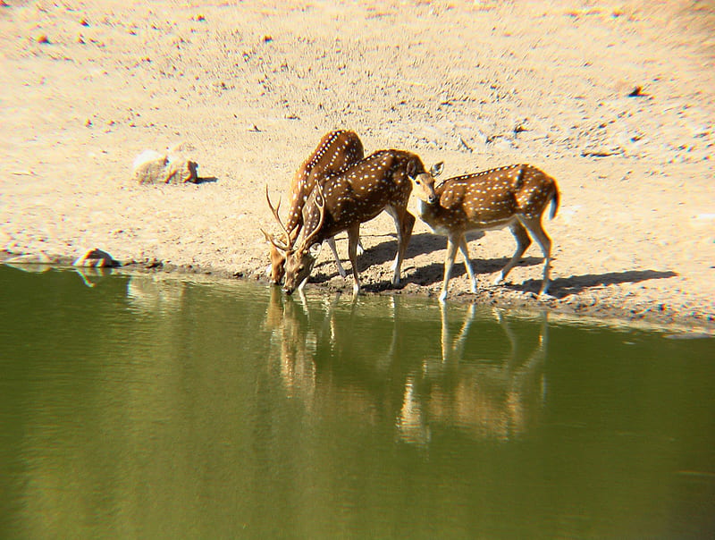 Spotted Deer at Watering Hole, bandhavgarh, water, hot sun, jungle, india, HD wallpaper