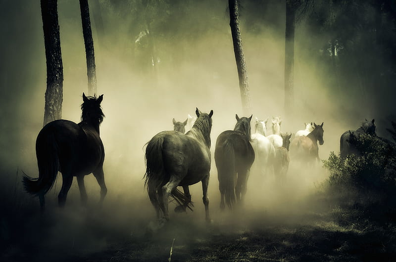 Horses Group Running , horse, animals, HD wallpaper