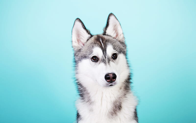 Husky, puppy, pets, Siberian Husky, muzzle, cute animals, dogs, Husky Dog, HD wallpaper
