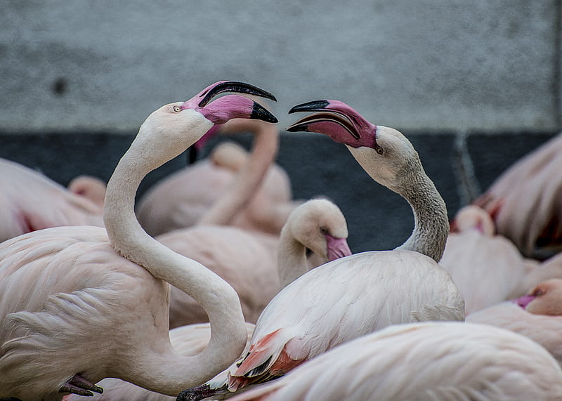crowd of flamingo during daytime, HD wallpaper