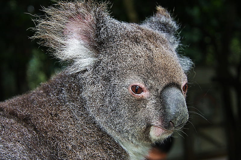*** Koala ***, bear, koala, animals, animal, HD wallpaper
