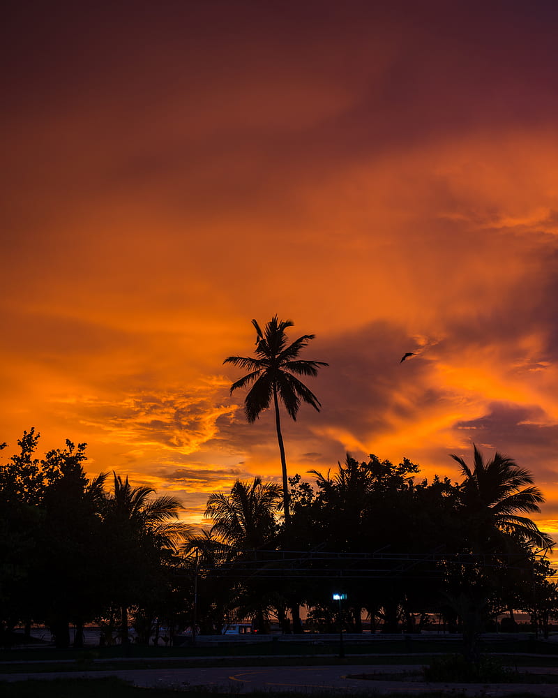 palm trees, sunset, tropics, sky, clouds, HD phone wallpaper