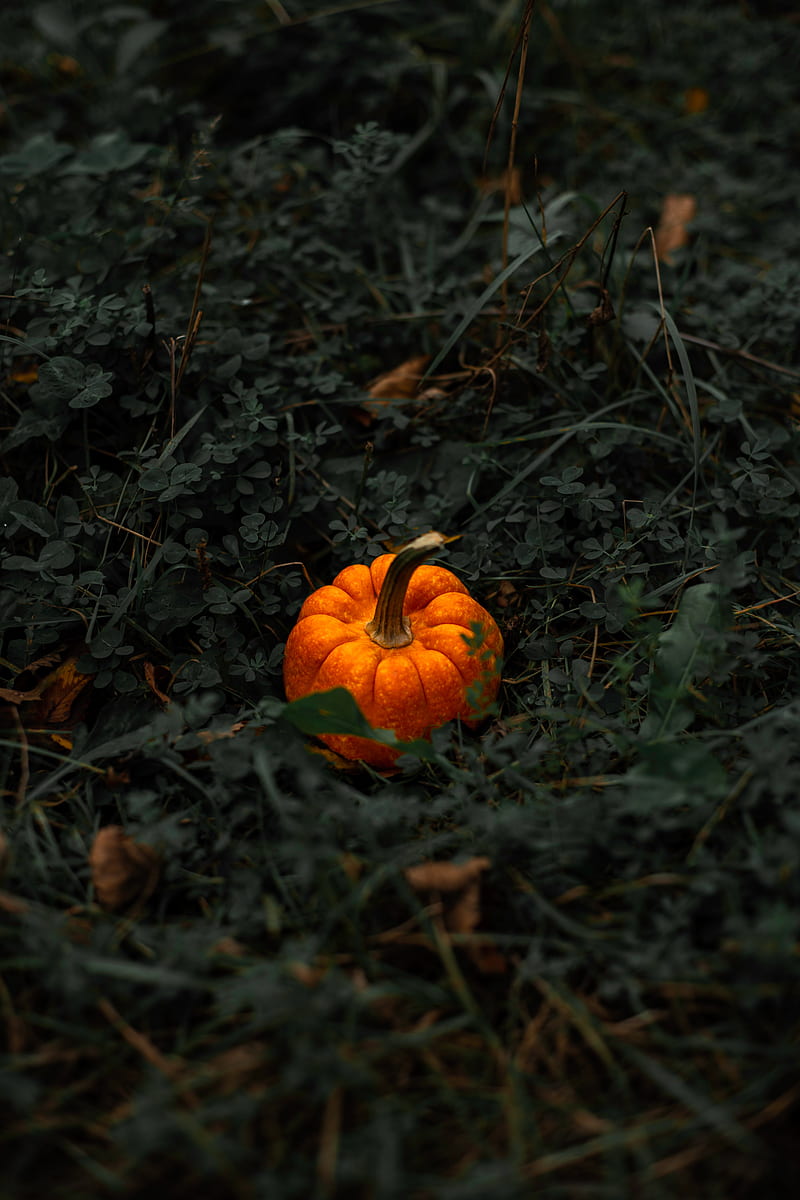 pumpkin, leaves, grass, HD phone wallpaper