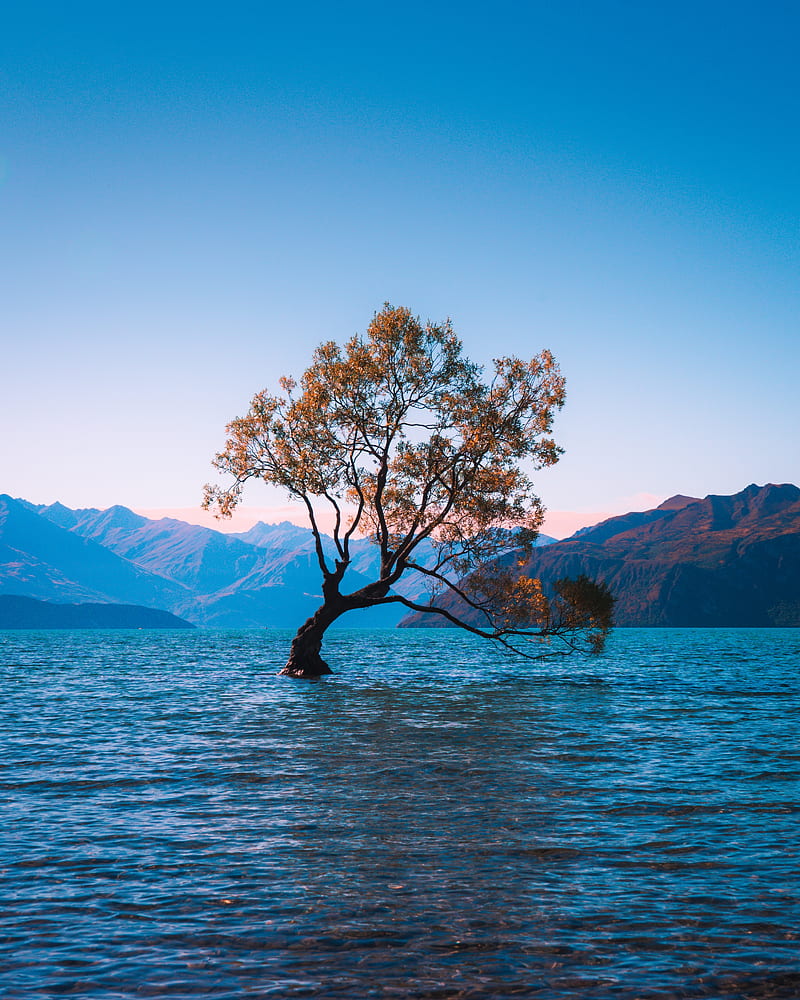 new zealand, lake wanaka, lonely tree, Nature, HD phone wallpaper