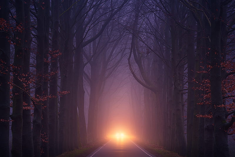 Car Light Road Autumn Trees Foggy Weather, nature, road, trees, fog, weather, HD wallpaper