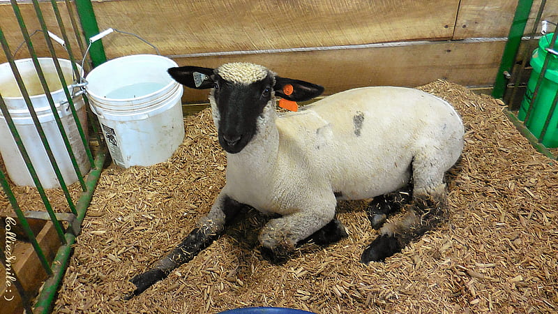 A Sweet County Fair Sheep : ), sheep, ewe sheep, wool, Ohio county fair, black faced, white, sheared, HD wallpaper