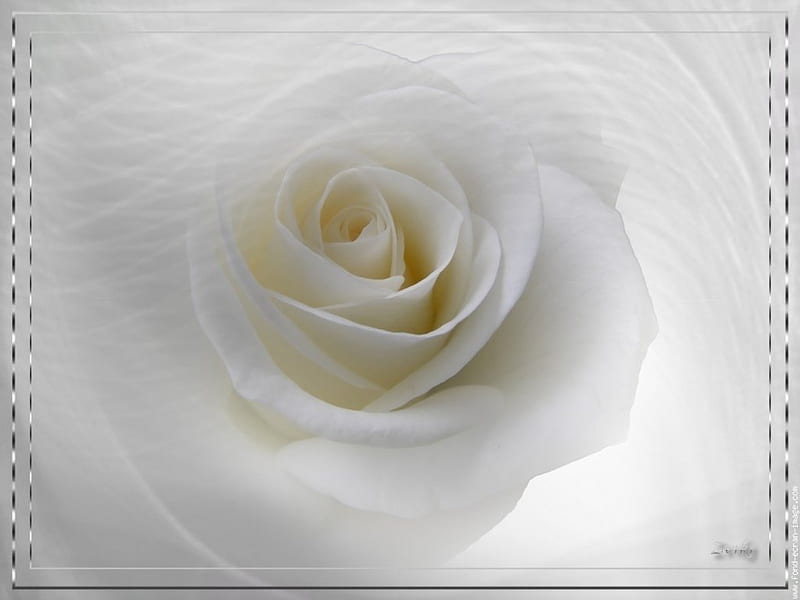 White Rose Blanche, rose, marco, beauty, framed, delicate, light, HD wallpaper