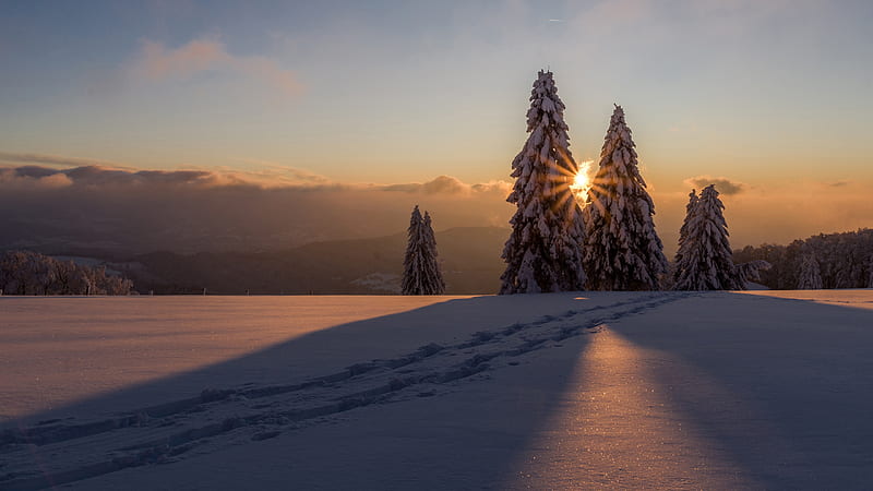 Snow Covered Pine Trees On Snow Field During Sunset Nature, HD wallpaper