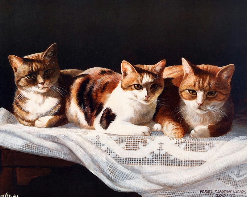By Persis Clayton Weirs, feline, blanket, cat, kitten, animal, HD wallpaper
