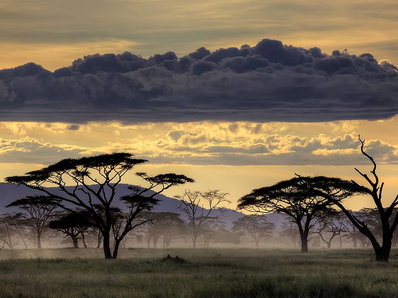 Tanzanian Sunset, tanzania, sunset, trees, clouds, africa, HD wallpaper
