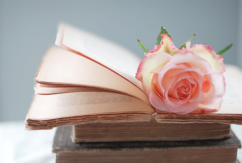 For You, with love, pretty, rose, books, book, bonito, flowers, beauty, pink, valentines day, lovely, roses, pink roses, pink rose, flower, nature, HD wallpaper