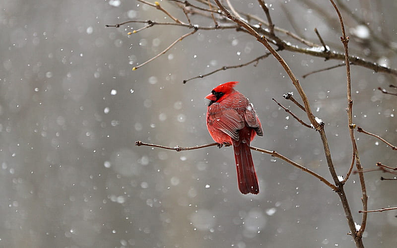 Red cardinal, Snow, Branches, Bird, Winter, HD wallpaper