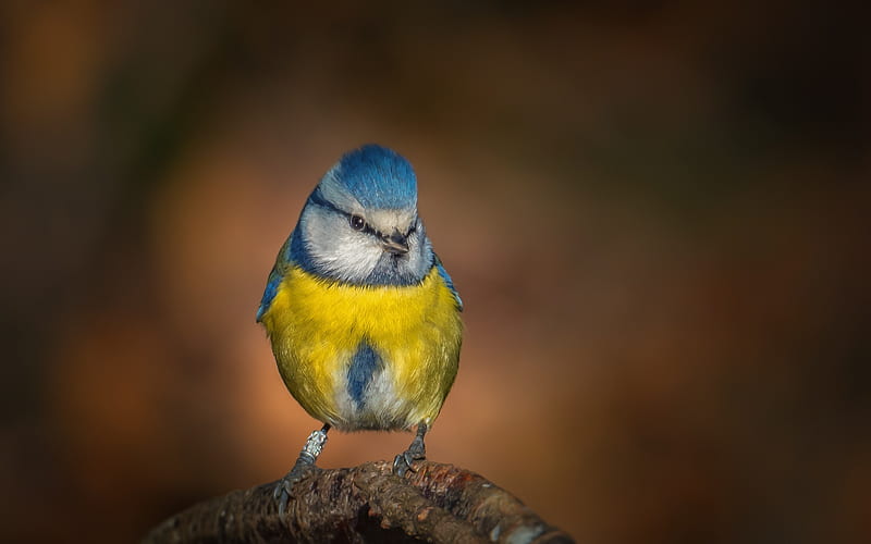 Blue Tit, great tit, bird, pasari, yellow, pitigoi, blue, HD wallpaper