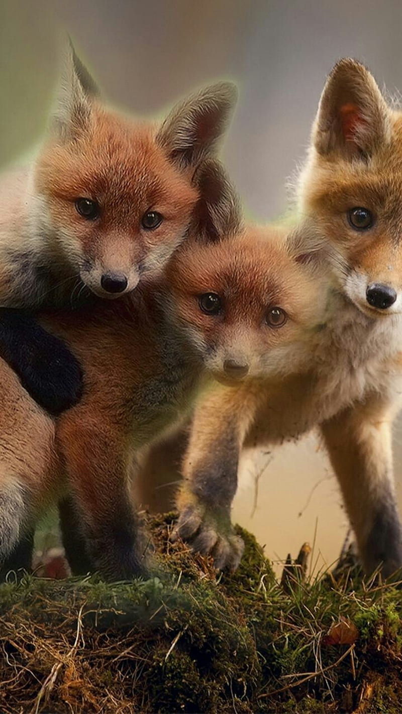 Foxy, fox, foxes, nature, animals, coyotes, animal, fur, HD phone wallpaper