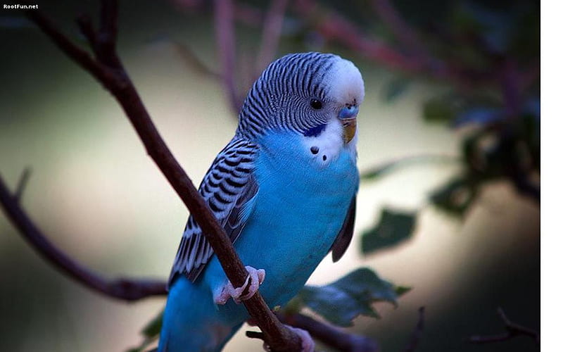 Blue Parakeet, Budgie Bird, HD wallpaper