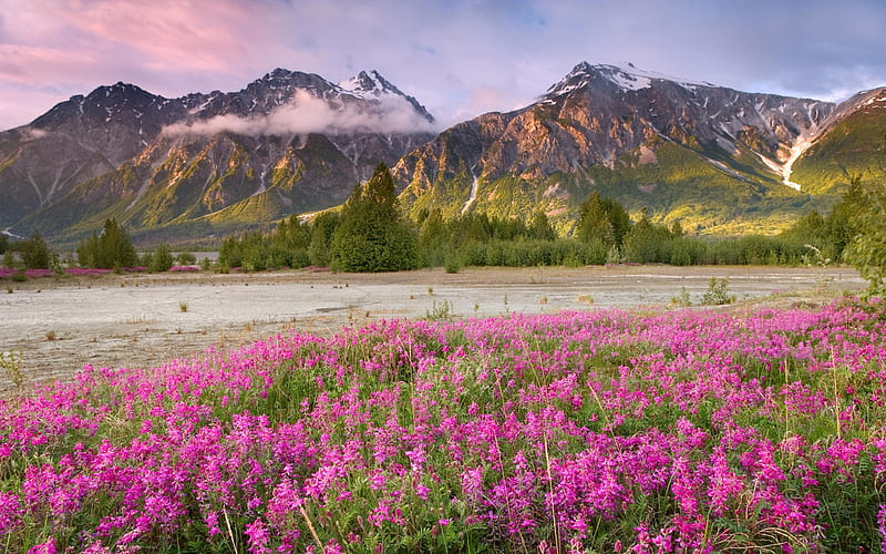 Beautiful Canada, pink flowers, mountains, flowers, snowcapped, canada, HD wallpaper