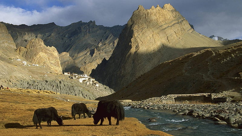 yaks by a tibetan river, village, river, yaks, mountains, HD wallpaper