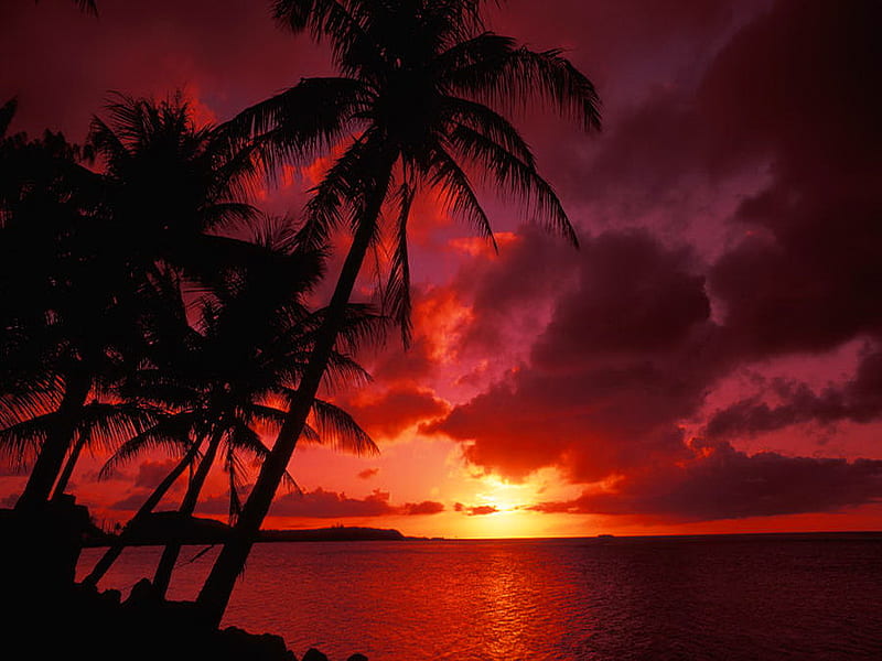 Blood-red sunset, red, ocean, sunset, sky, clouds, palms, blood ...