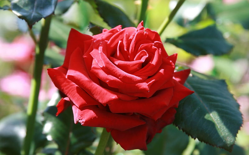 Rose, flower, red, green, HD wallpaper