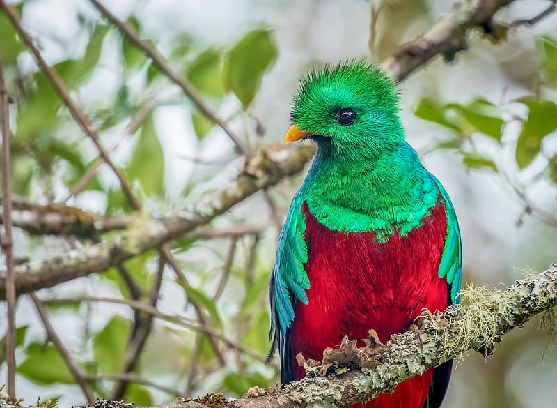 Resplendent Quetzal, resplendent-quetzal, birds, HD wallpaper