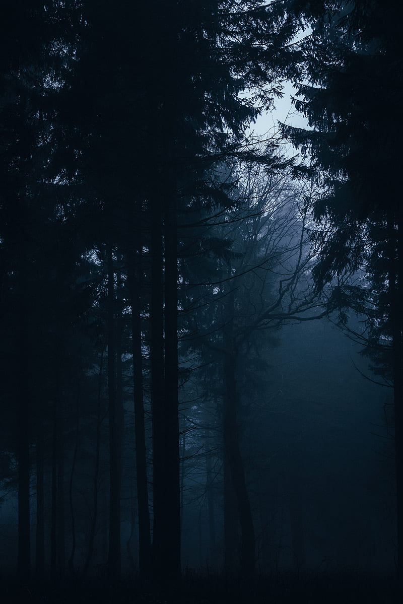 Dark Nature Photos Download The BEST Free Dark Nature Stock Photos  HD  Images