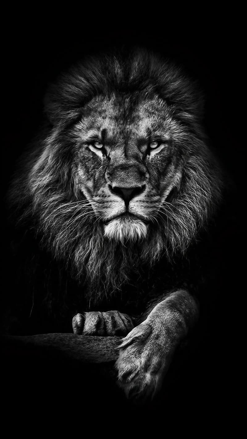 Lion , Scary Lion, Black And White, king of the jungle, HD phone wallpaper