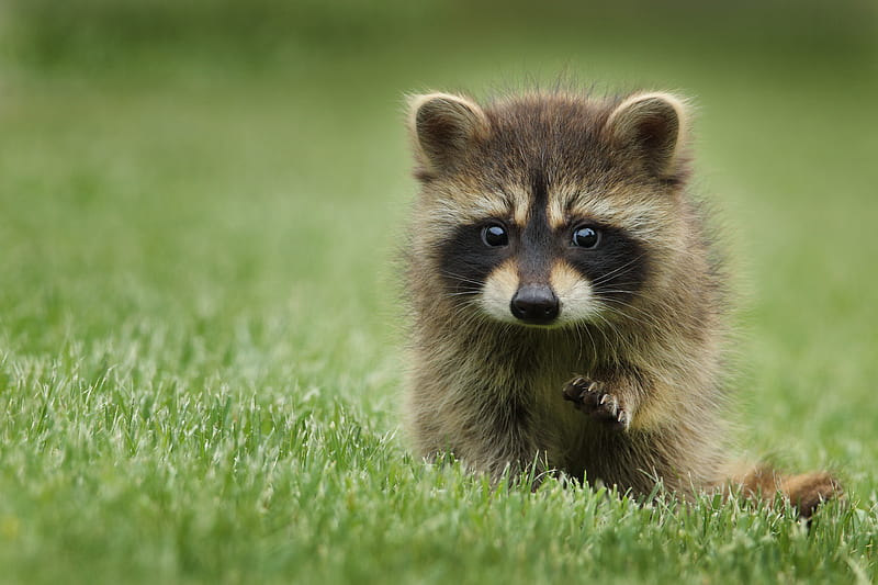 raccoon walking on lawn grass, HD wallpaper
