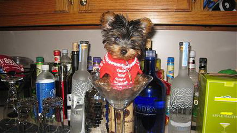 MARTINI MINI PUPPY, glass, booze, bottles, puppy, HD wallpaper