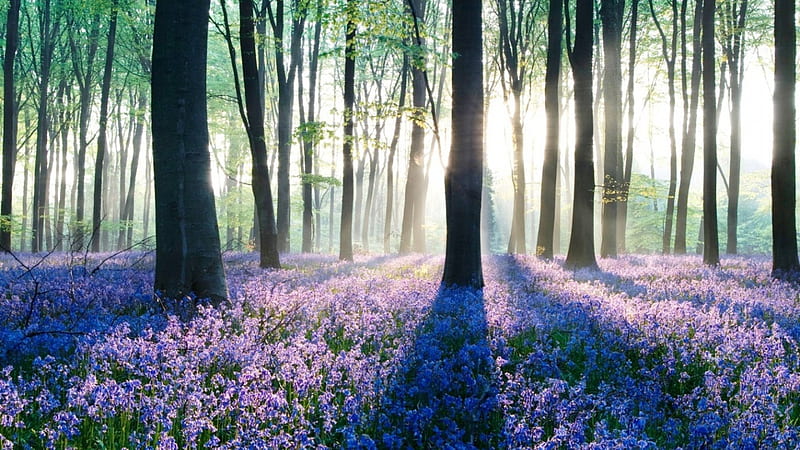 Dawn @ The Forest, forest, dawn, purple, grass, HD wallpaper