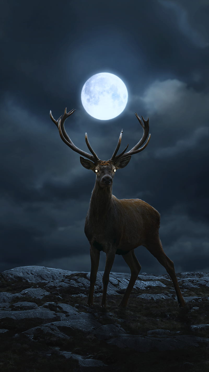 Night Deer, Night, animal, animal, cloud, composition, creative, deer, deer, HD mobile wallpaper | Peakpx