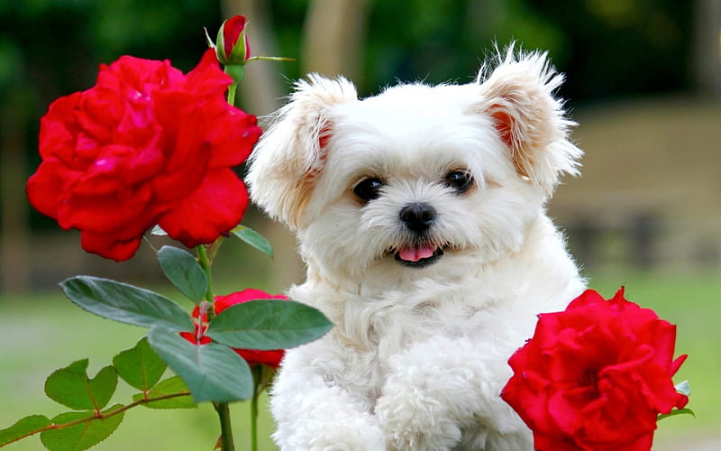 White cute puppy, rose, pupy, love, flower, dog, animal, HD wallpaper |  Peakpx