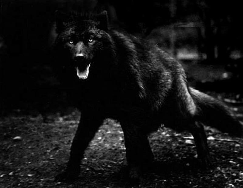 BLACK WOLF OUT OF THE DARK, Black, nature, Wolf, dark, animals, HD wallpaper