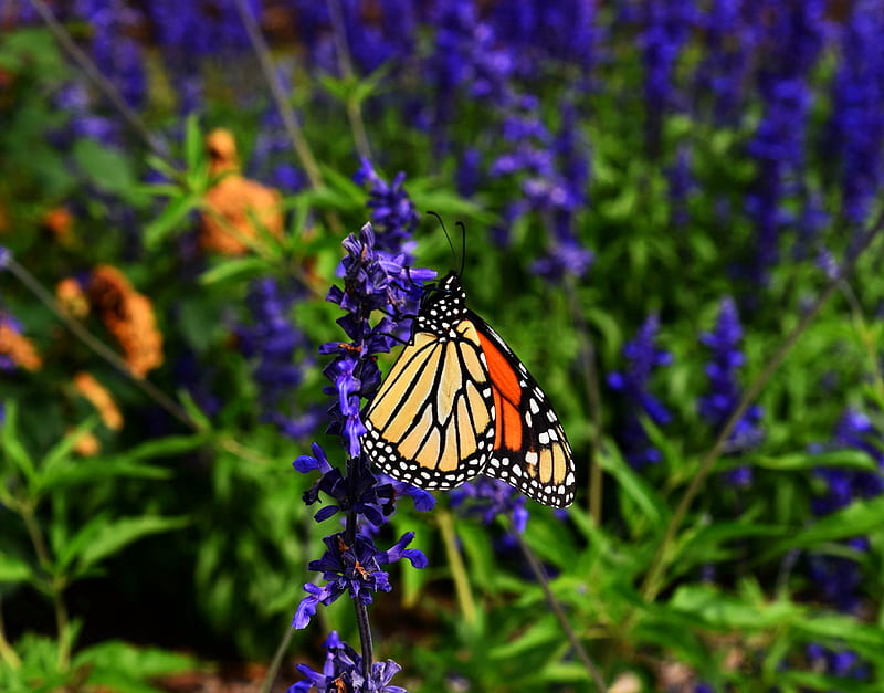 monarch butterfly, butterfly, pattern, wings, flower, HD wallpaper