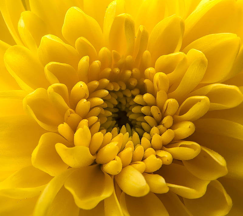 Yellow 6, bright, colorful, flower, happy, HD wallpaper
