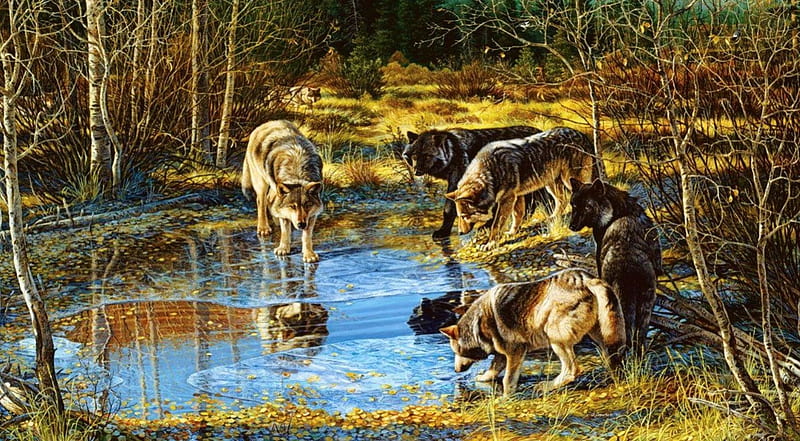 Wolfpack, predators, water, plants, wildlife, nature, trees, HD wallpaper
