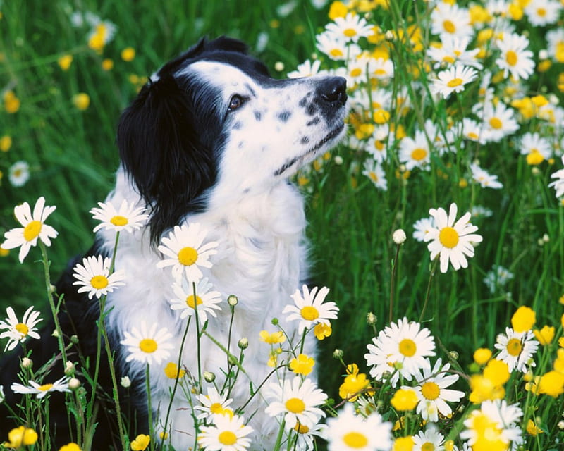 Precious Daisies Wallpaper