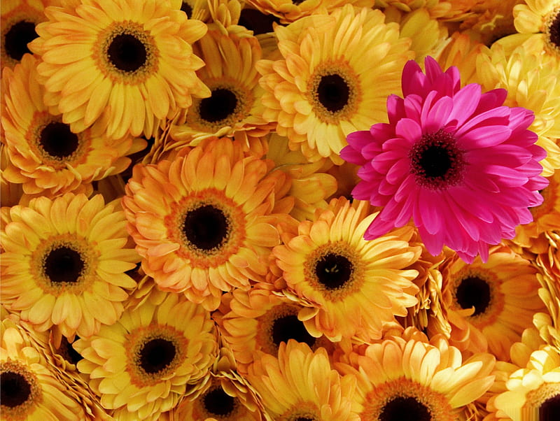 Lot of gerberas, cyklamen, background, gerbera, yellow, daisy, HD wallpaper