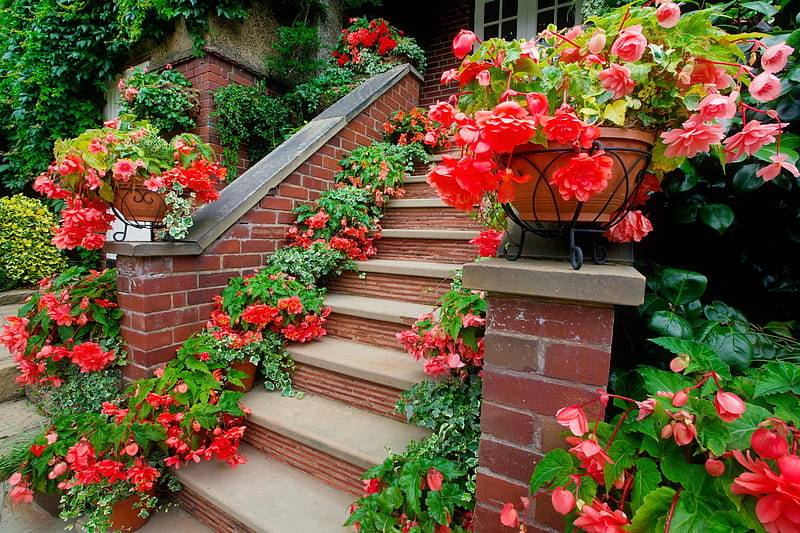 Floral house, pretty, house, greenery, home, stairs, bonito, roses, floral, summer, flowers, begonia, HD wallpaper