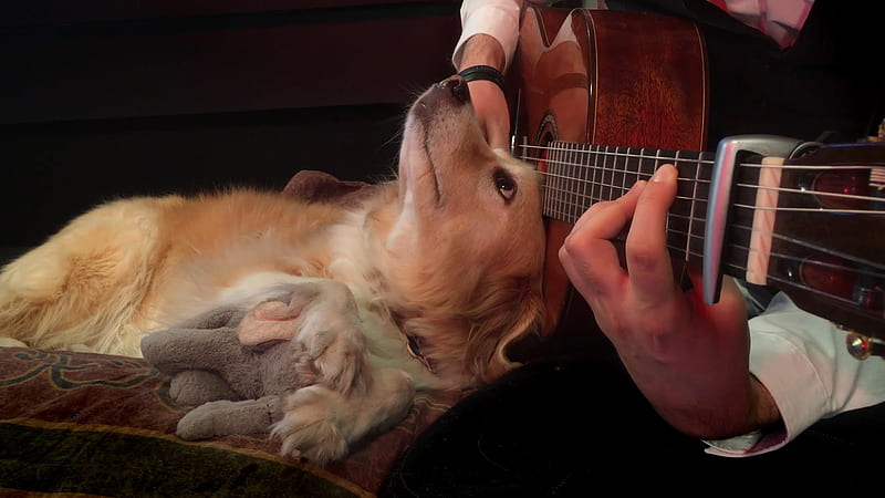 Play that song for me..., guitar, toy, Golden Retriever, sofa, dog, HD wallpaper