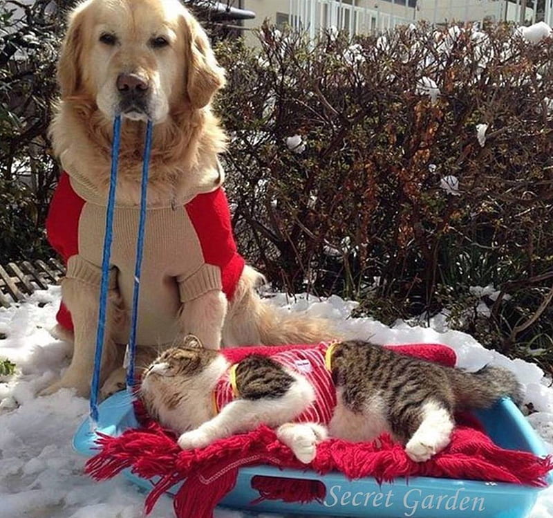 ~Friends From Secret Garden~, Dog, Sled, snow, cat, winter, HD wallpaper