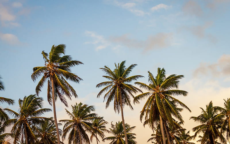 palms, sunset, summer, palm leaves, summer landscape, travels, HD wallpaper