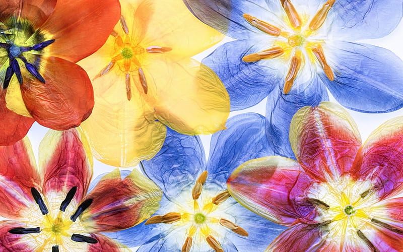 Tulips, red, colorful, luminos, orange, yellow, spring, texture, flower, tulip, blue, HD wallpaper