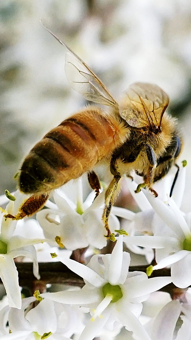 8.Save The Bees, Save, bee, flower, honey, insect, macro, pollen, pollinate, savethebees, HD phone wallpaper