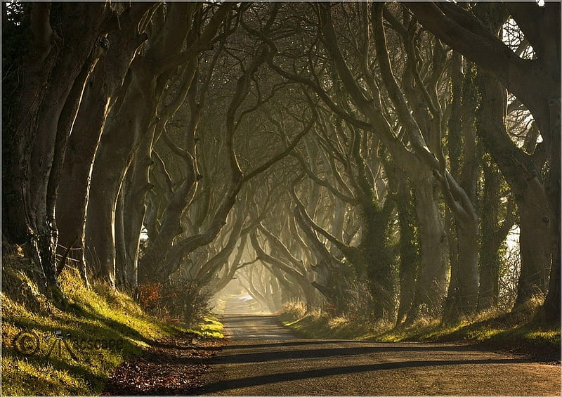 Dark Hedges Northern Ireland, forest, nature, fun, trees, HD wallpaper